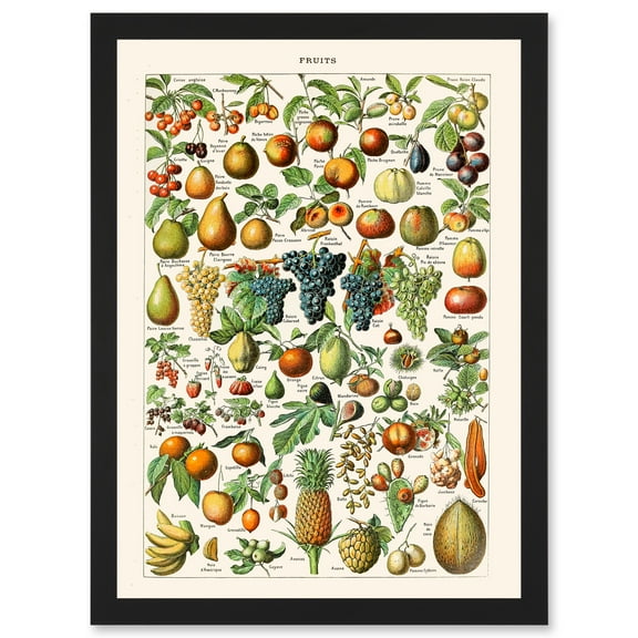 Millot Encyclopedia vintage Fruit Grape Pineapple Nature Artwork Framed Wall Art Print A4
