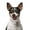 White, variant on IUAMXWU Rhinestone Choker Collar - Red S Stretchy Acrylic for Small Dogs