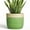 Green, variant on Ordivic 6 inch Black Ceramic Planter with Drainage Hole & Plug, Round Flower Pot for Succulents & Cactus, Indoor Outdoor for Home Office Desk, Housewarming Gift