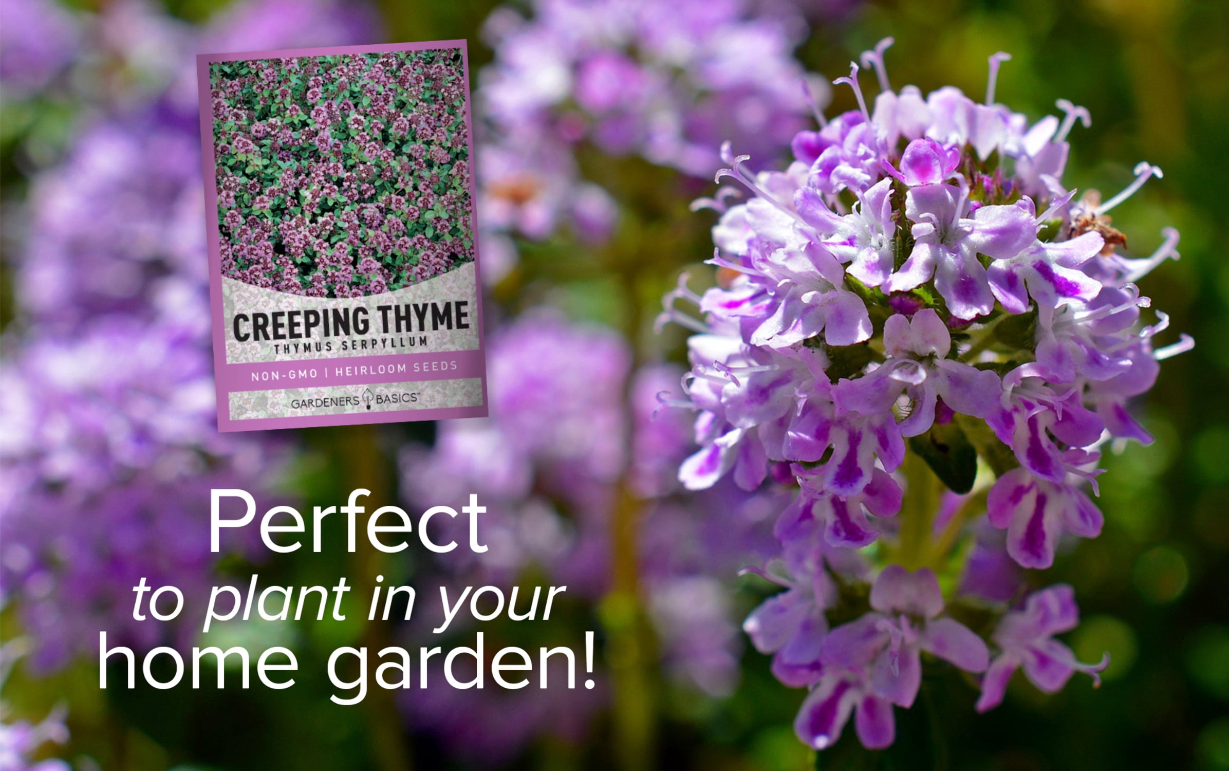 Creeping Thyme Seeds