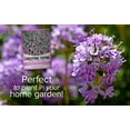 thumbnail image 4 of Creeping Thyme Seeds, 4 of 7