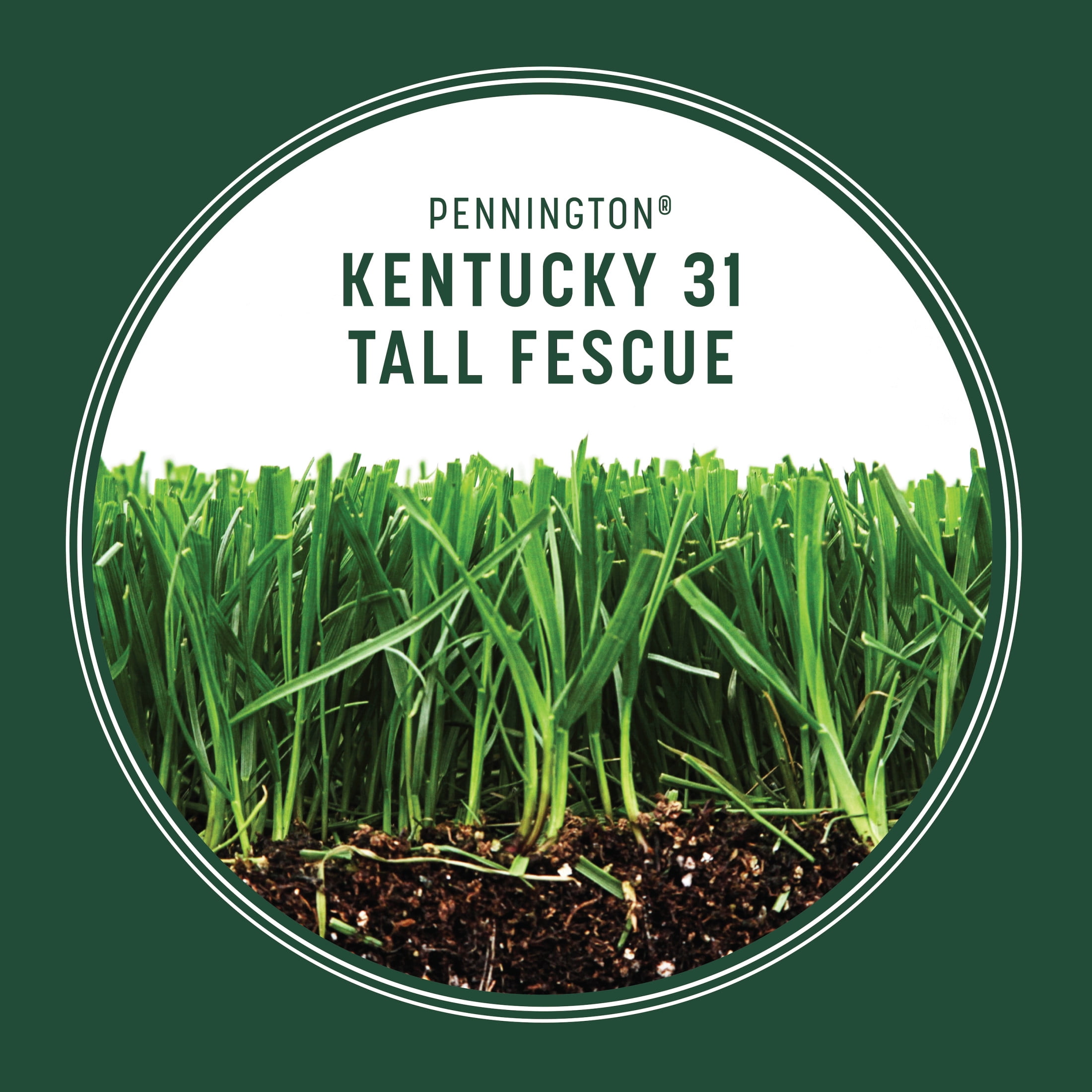 Pennington Tall Fescue Kentucky No Noxious Weed Seed 50 Pounds