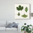 thumbnail image 3 of Trademark Fine Art 'Leaf Chart II Shiplap' Canvas Art by Wild Apple Portfolio, 3 of 4