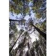 thumbnail image 2 of Bibikow, Walter 13x18 White Modern Wood Framed Museum Art Print Titled - Canary Islands--forest growing in old lava field, 2 of 4