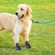 thumbnail image 4 of Billuyoard Zapatos para mascotas Botas deportivas para interiores Malla Transpirable Clásico Algodón Cremallera Calzado para mascotas Ropa para mascotas azul cinco Billuyoard PT000055-10B, 4 of 6