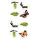 thumbnail image 1 of juguetes de crecimiento de insectos para niños,ciclo de crecimiento animal material didáctico en el aula,niños imaginación cognitiva animal mariposa juguetes,naturaleza insectos ciclos de, 1 of 9