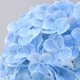 thumbnail image 3 of Flores artificiales MARTINE MALL Hydrangea 53 cm, 3 unidades, azul, 3 of 9