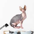 thumbnail image 1 of Sphynx Cat Wall Decal by Wallmonkeys Peel and Stick Graphic (48 in H x 34 in W) WM300907, 1 of 4
