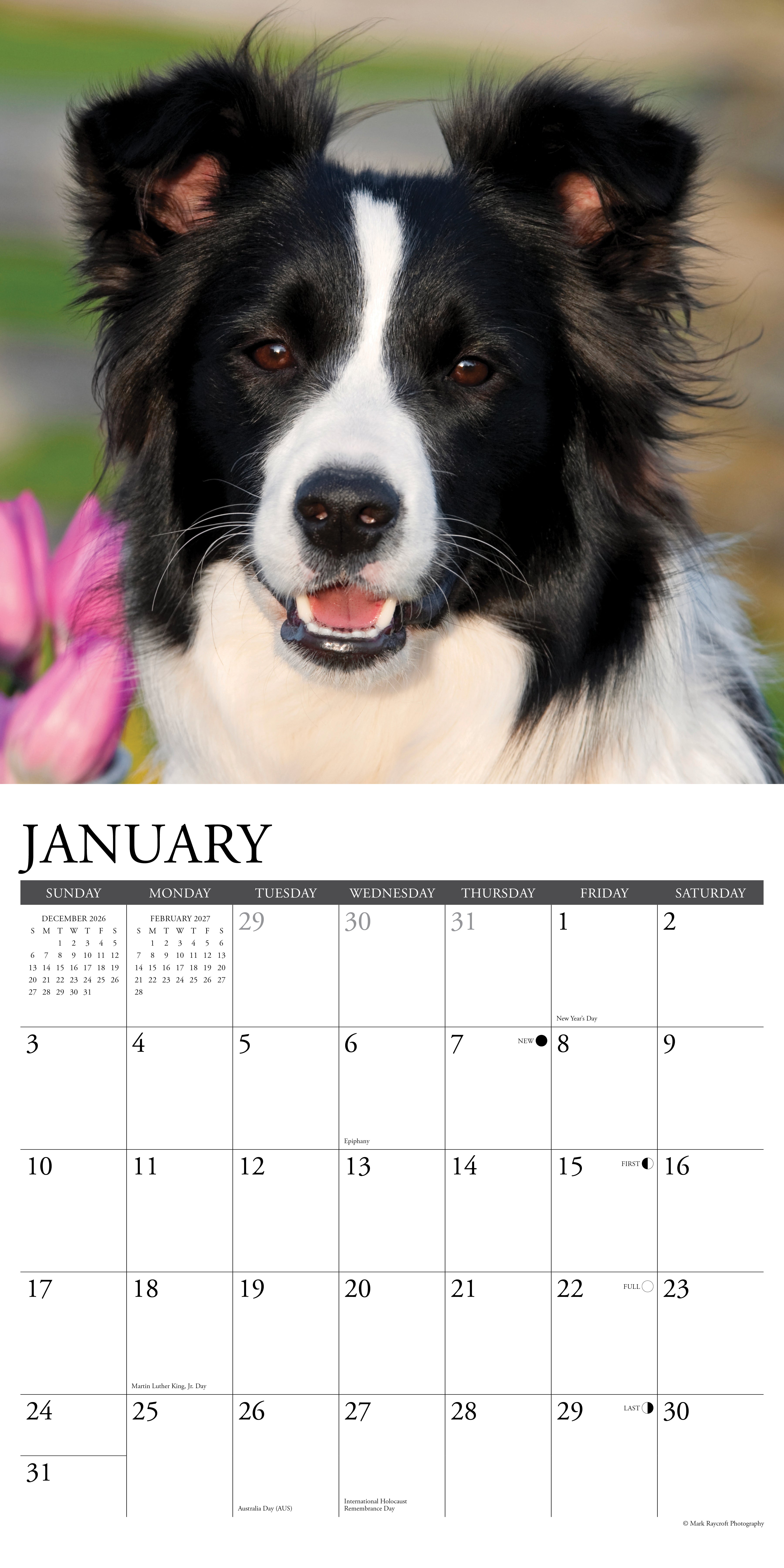 Willow Creek Press, Border Collies 2027 Wall Calendar