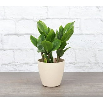mini artificial succulent plants Artificial Succulent Plant Set - Artificial Office Desk Plants