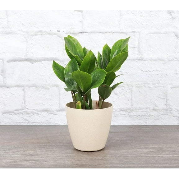Live ZZ Plant - Zanzibar Gem - 4" Eco Pot - Natural