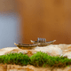 thumbnail image 4 of Bienvenido pino león barco maceta ecológica maceta pecera micro paisaje decoración naturaleza muerta mini paisaje decoración pequeños adornos, 4 of 5