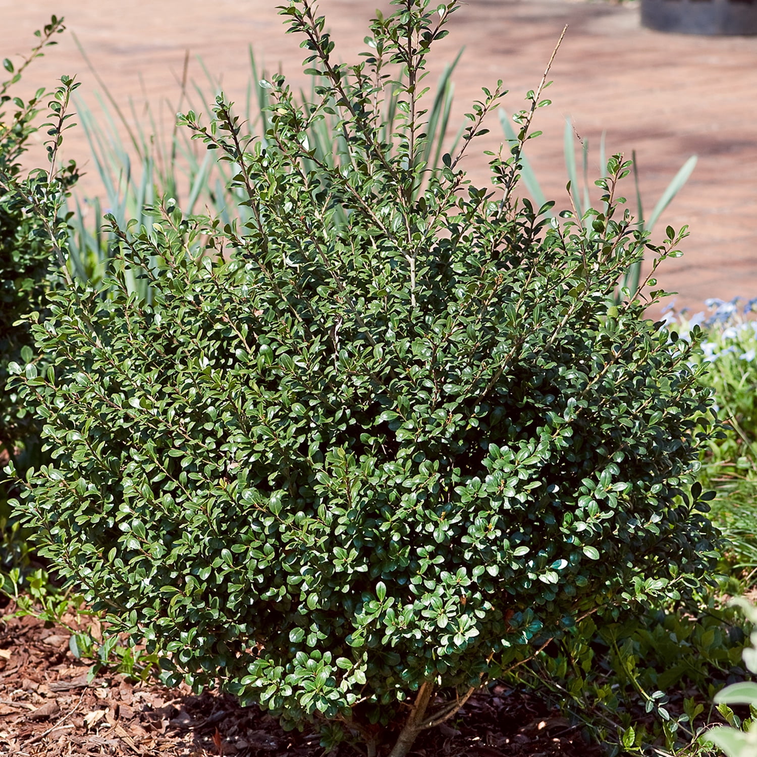 Expert Gardener Compacta Japanese Holly, 2.5 Quart Evergreen Live Shrub, Full Sun Outdoor Plant