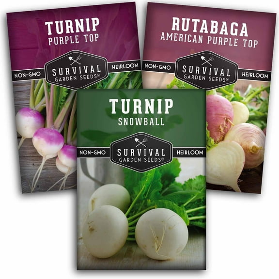 Turnip Seeds 3 Packs - Purple Top, Snowball Turnip   Purple Top Rutabaga - Full Sun Biennial Vegetables