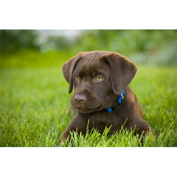 Labrador Retriever Poster Print by Corey Hochachka, 17 x 11