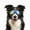 Black, variant on NAMSAN Dog Goggles for German Shepherd/ Golden retriever Eye Protection with Adjustable Straps