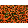 thumbnail image 3 of 50 DWARF ORANGE IMPATIENS Walleriana Sun or Full Shade Flower Seeds, 3 of 10