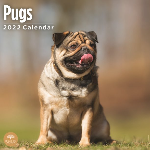 Pug Calendar 2023 Bright Day Calendars, 2022 Pugs Wall Calendar, 12" x 12"