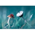 thumbnail image 2 of Bravin, Fabien 18x13 White Modern Wood Framed Museum Art Print Titled - The Story Of The Lady Bug That Tries To Convice The Mushroom To Have A Date With The Beautiful Daisy, 2 of 4
