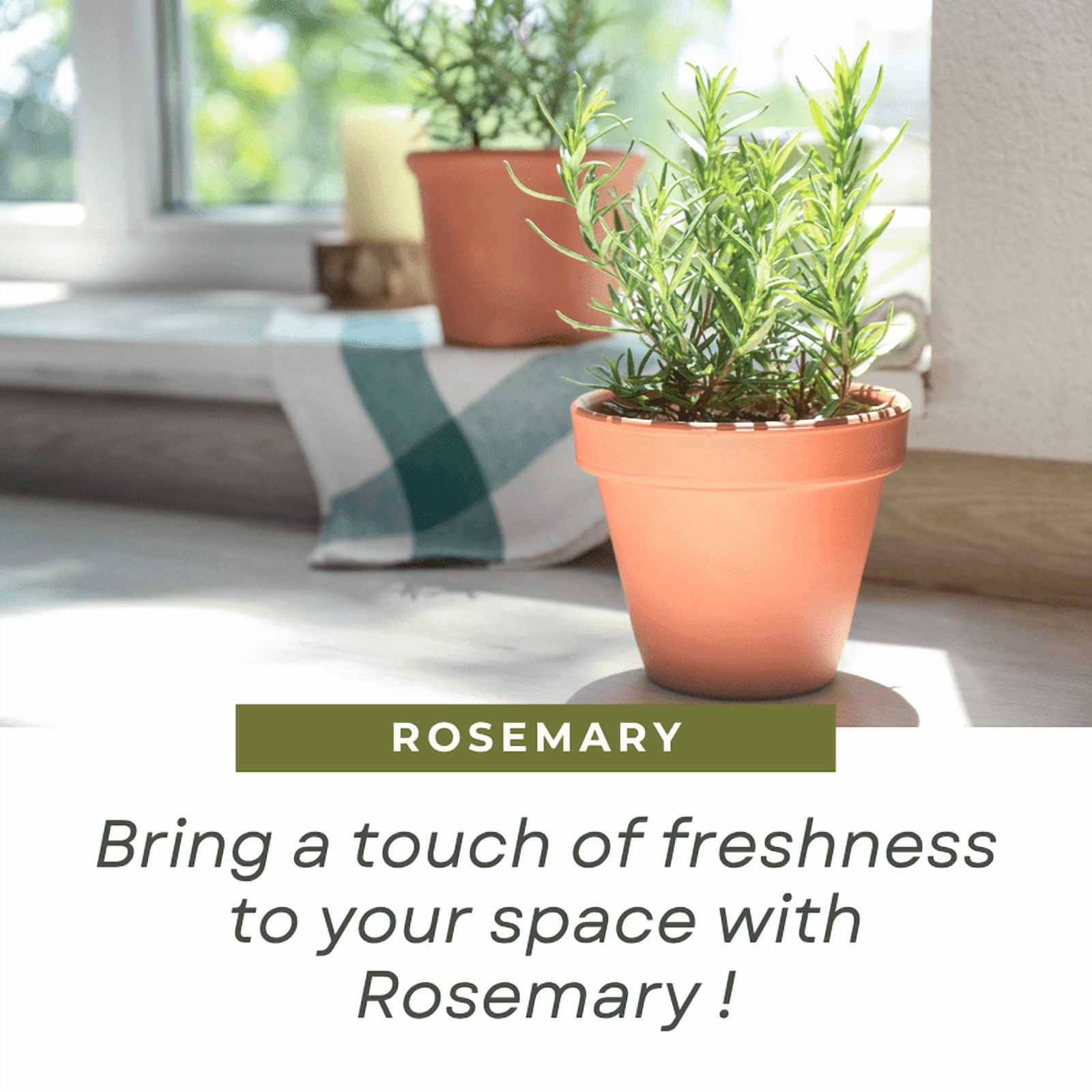 Rosemary Plant, Well Rooted Rosemary Live Plant, 4 to 6 Tall, Edible Herb for Indoor Outdoor Growing
