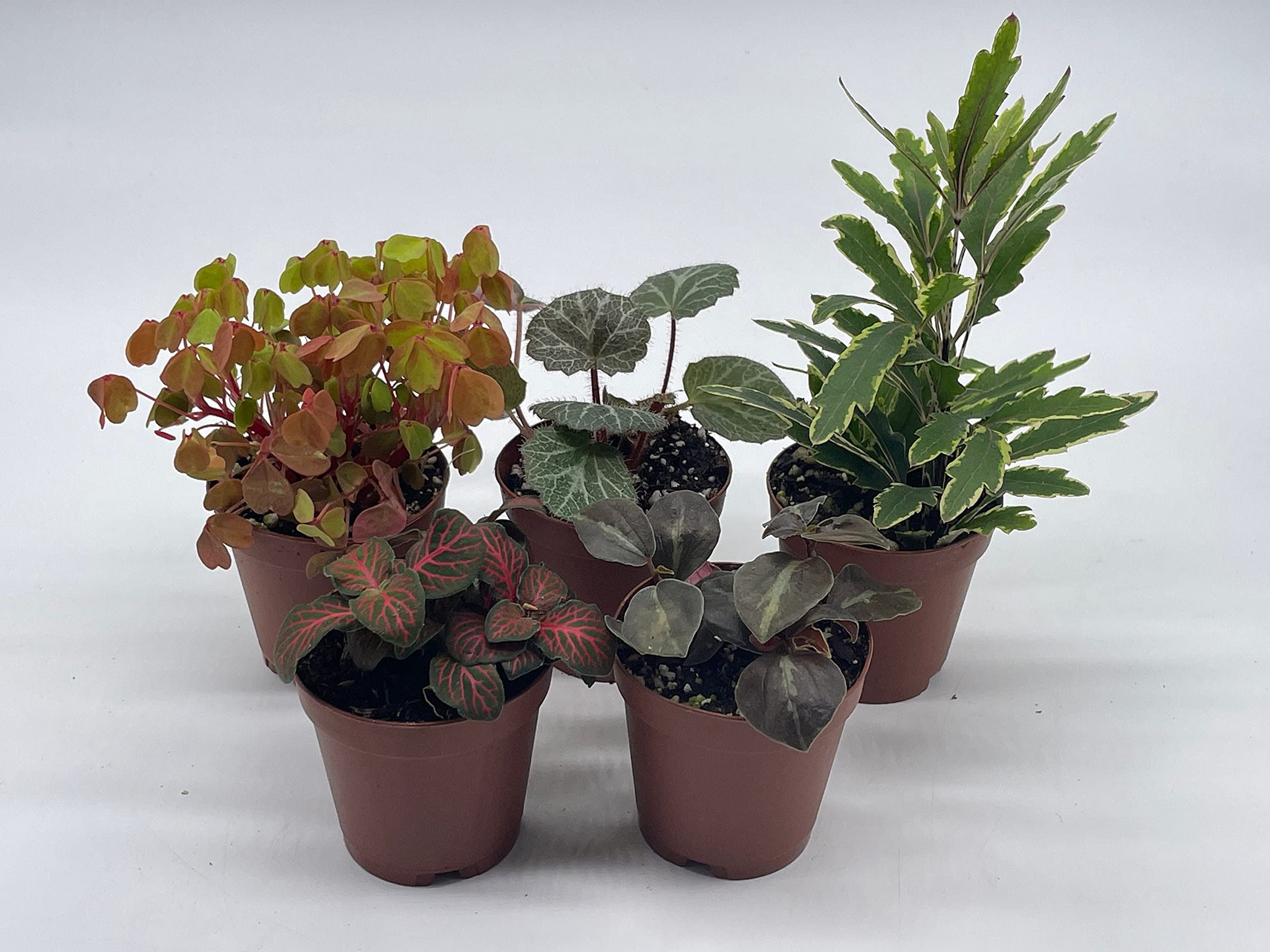 Florida House Plants Colorful Fern Set Live Plants in 2" Grower Pots (5 Count)
