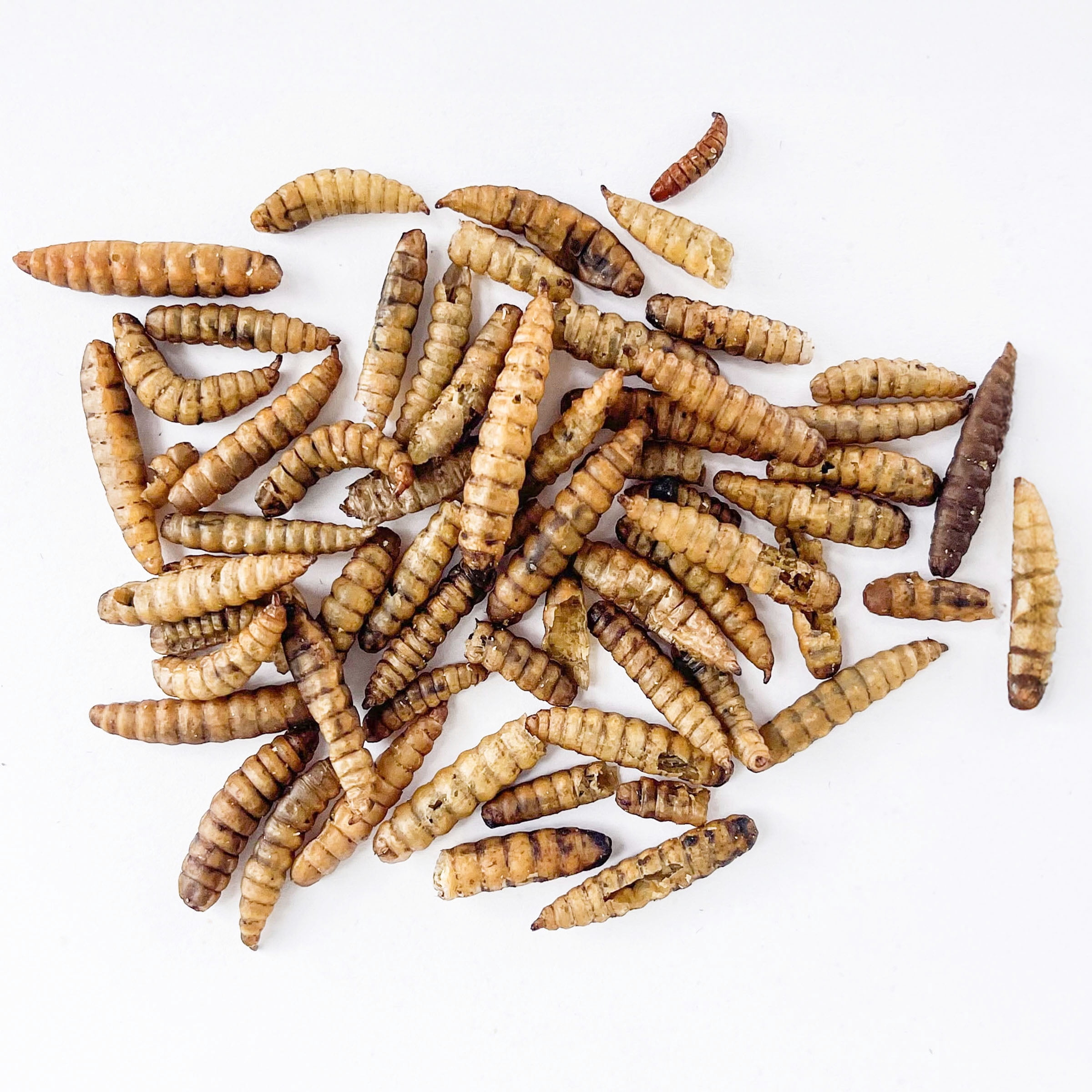 (4 pack) Fickle Fowl Black Soldier Fly Larvae 5 lbs Bag for Chickens, Wild Birds, Reptiles, and Small Pets