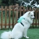 thumbnail image 2 of Mochila para cachorros, correa para perros pequeños, arnés para perros, transportín para coche, mochila para perros, correa para el pecho del perro, 2 of 4