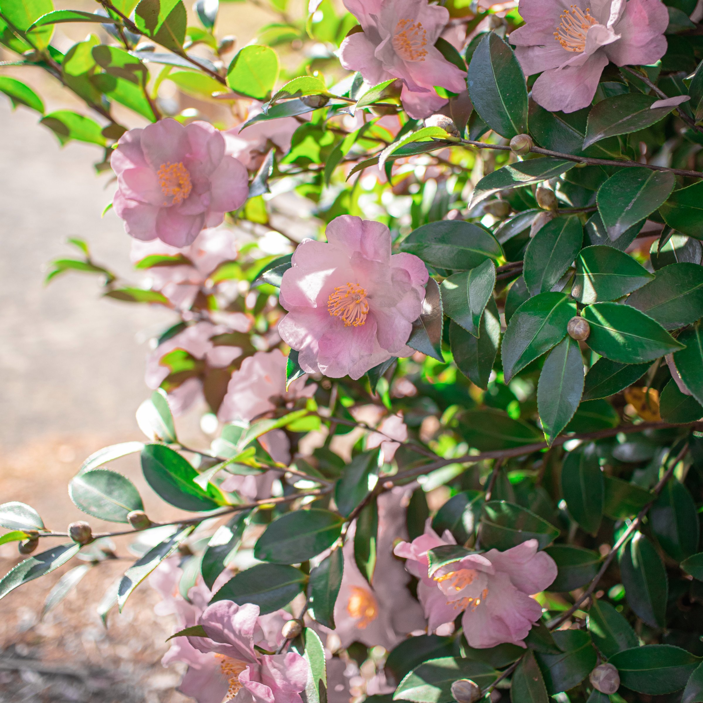 National Plant Network 1 gal. Camellia Japonica Moonlight Bay Shrub
