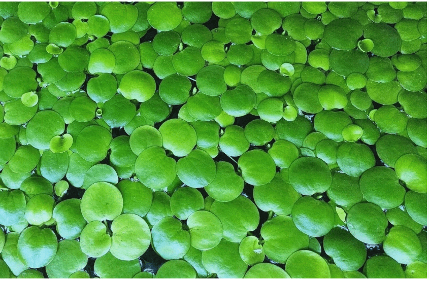 Amazon Frogbit Live Floating Aquarium Plant – Easy Care Freshwater Floating Plant