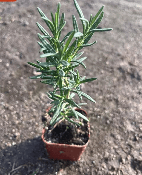Rosemary Plant Live 4'' Pot, Fresh Rosemary Stater Plant, Purple Flower, Herb Garden Planting