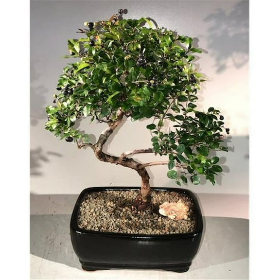 Bonsai Boy e1897 Sweet Plum Curved Trunk Bonsai Tree - Sageretia Theezans - Large