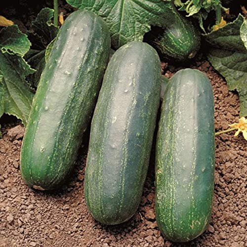 David's Garden Seeds Concombre Marinage Eureka 1925 (Vert) 25 non-OGM, Graines Hybrides