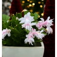 thumbnail image 6 of White Christmas Cactus Plant, Live Christmas Cactus Thanksgiving Cactus Plant for Indoor Garden, 2 Inch Pot Thanksgiving Cactus, Holiday Cactus Live Plant, 6 of 7