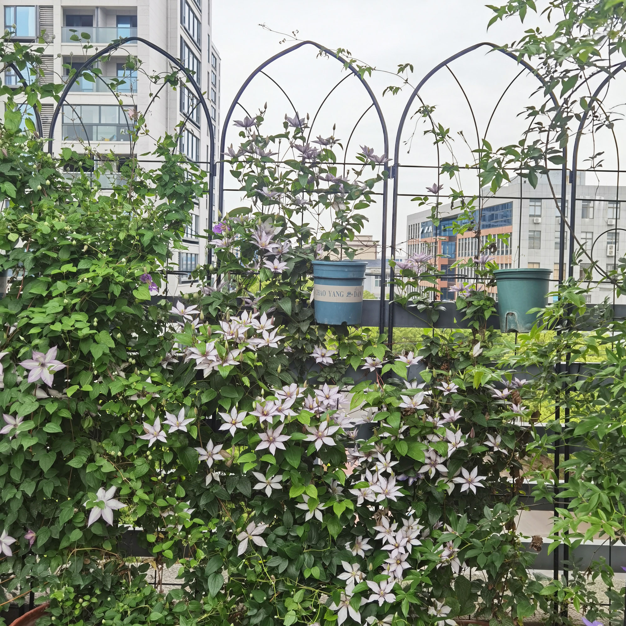 CQSXDA 4 Pack Large Garden Trellis 78.7" H x 19.7" W Heavy Duty Rustproof Black Iron Plant Trellis for Potted Plant Support Metal Climbing Rose Trellis Vine Vegetable Cucumber