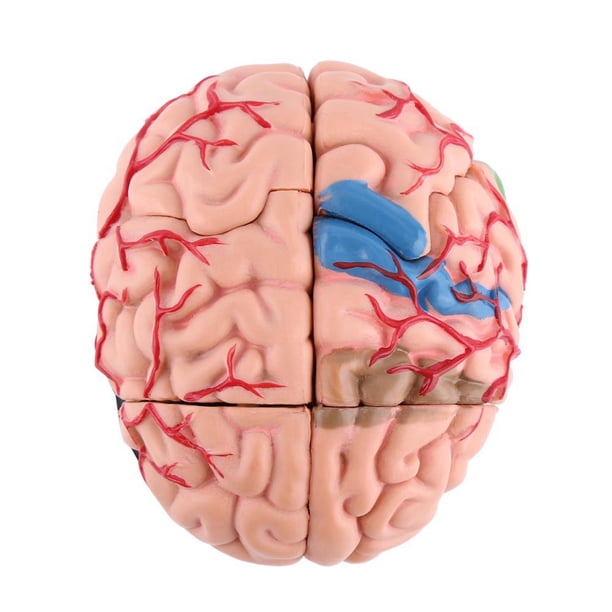 Modelo Anatómico del Cerebro Humano, Herramienta de Enseñanza Médica para Estudio de Neurología Con Base de Visualizacin