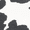 Cow Print, variant on No Boundaries Twin Gore Canvas Slip On Sneakers, Wide Width Available, Women's