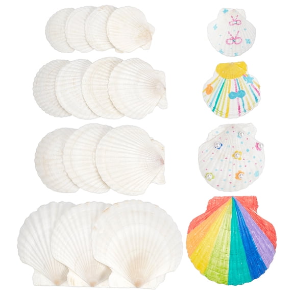 14 Pcs 4 Sizes Large Natural Scallop Shells 2.93-4.49 Inch White Seashells Craft Natural Scallop Shell Painting Accessories Ocean Themed