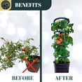 thumbnail image 3 of SunVara Tomato Cages Plant Support Cages 4 Packs Square Steel 13 inch for Garden Cages For Vegetables, 3 of 7