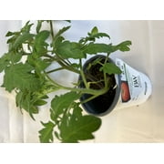 Proven Winner 1.56 PT Multicolor PW Tomato (1 pack) Grower pot