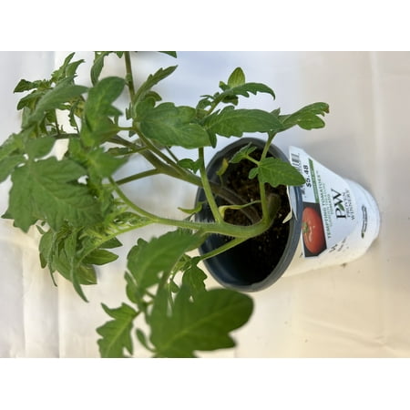 Proven Winner 1.56 PT Multicolor PW Tomato (1 pack) Grower pot