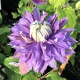 thumbnail image 3 of Clematis Diamantina - Live Starter Plant in a 2 Inch Growers Pot - Starter Plants Ready for The Garden - Rare Clematis for Collectors, 3 of 7