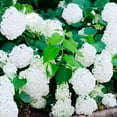 thumbnail image 6 of Direct Gardening Common Snowball Viburnum Dormant Bare Root White Flowering Starter Shrub, 6 of 6