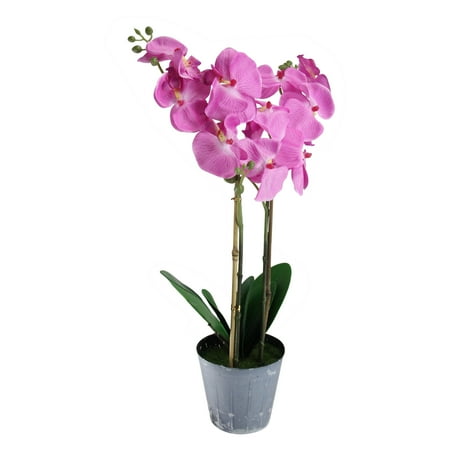 Potted Phalaenopsis Orchid - 20