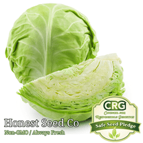 Honest Seed 400  Non GMO Green Cabbage Plant Seeds