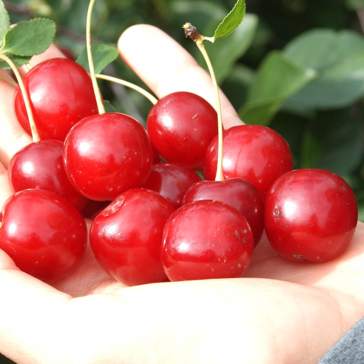 Wowza! Dwarf Cherry 4 In. Potted Deciduous Fruiting Tree (1Pack