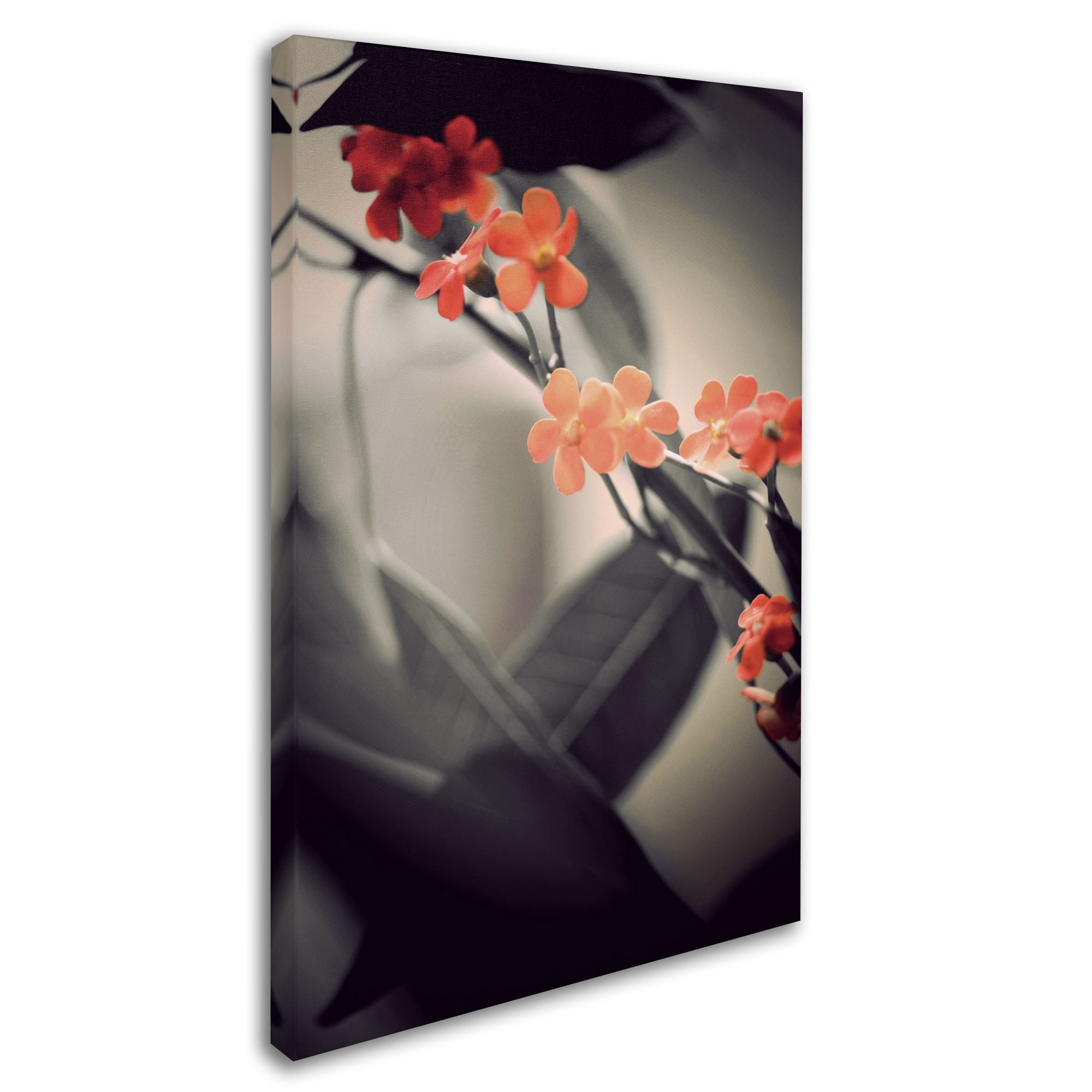 Trademark Fine Art "Soft Grey 1" Canvas Art by Philippe Sainte-Laudy