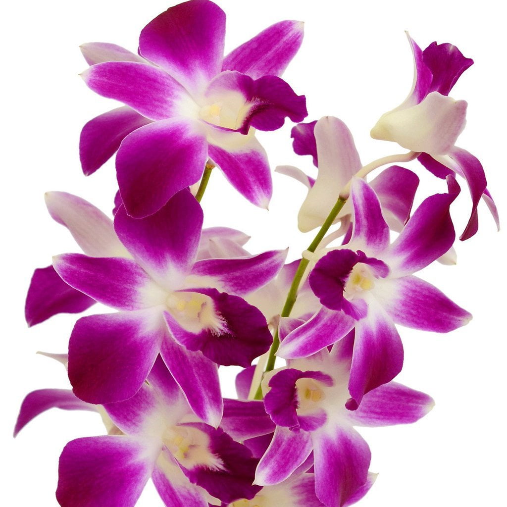 Dendrobium Orchid Hawaiian Starter Plant No Bloom 6 10 Inches Tall in