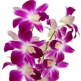 thumbnail image 6 of Purple Live Dendrobium Orchid Plant 6-10" Tall in 2.5 Inch Pot Sun, 6 of 8
