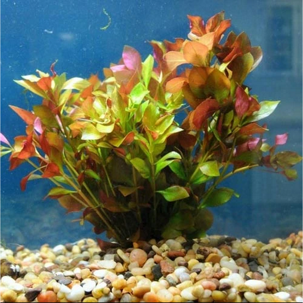 Ludwigia Repens Live Aquarium Plant BUY2 GET1 FREE