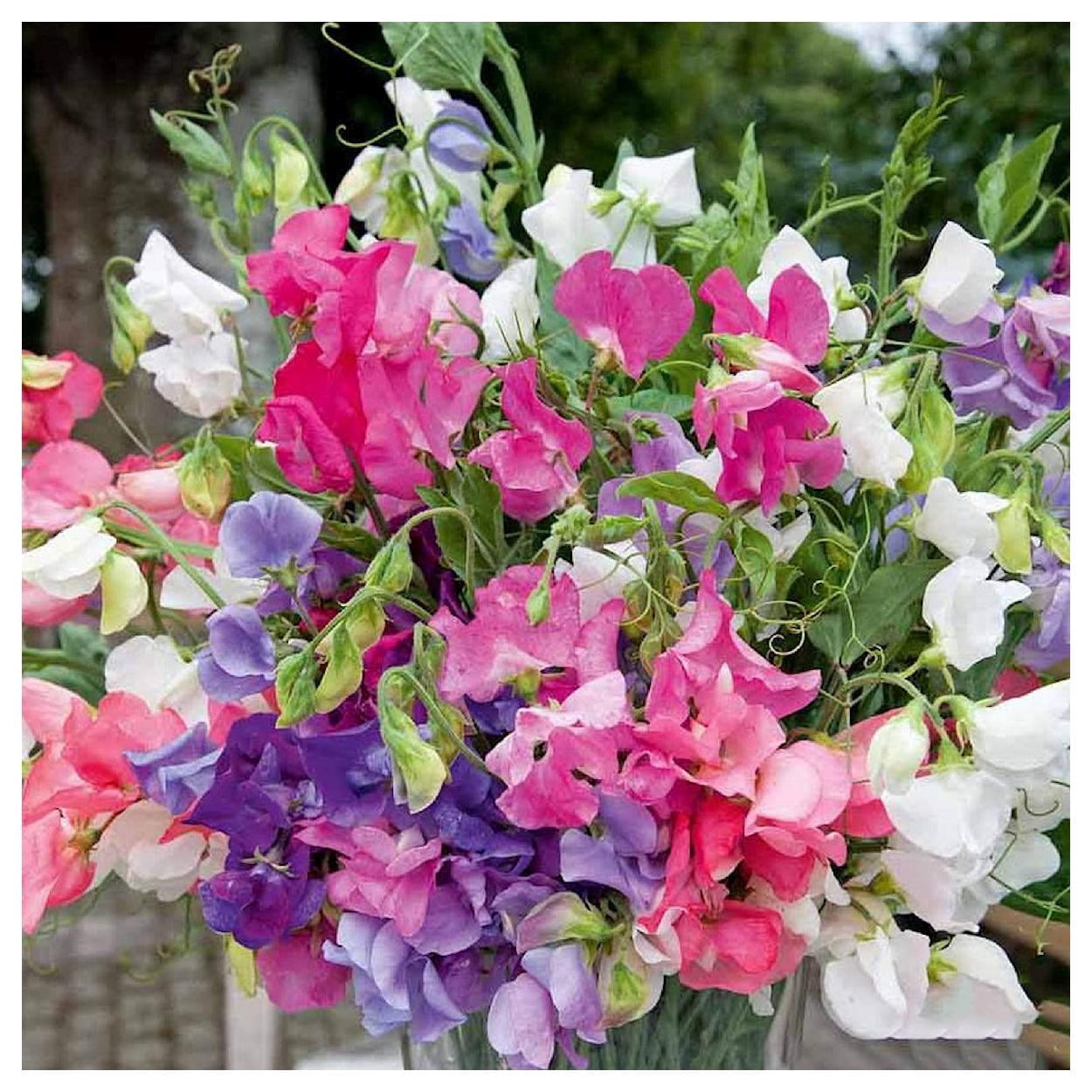 Everwilde Farms - 1/4 lb Bijou Mixed Sweet Pea Garden Flower Seeds - Gold Vault Bulk Seed Packet